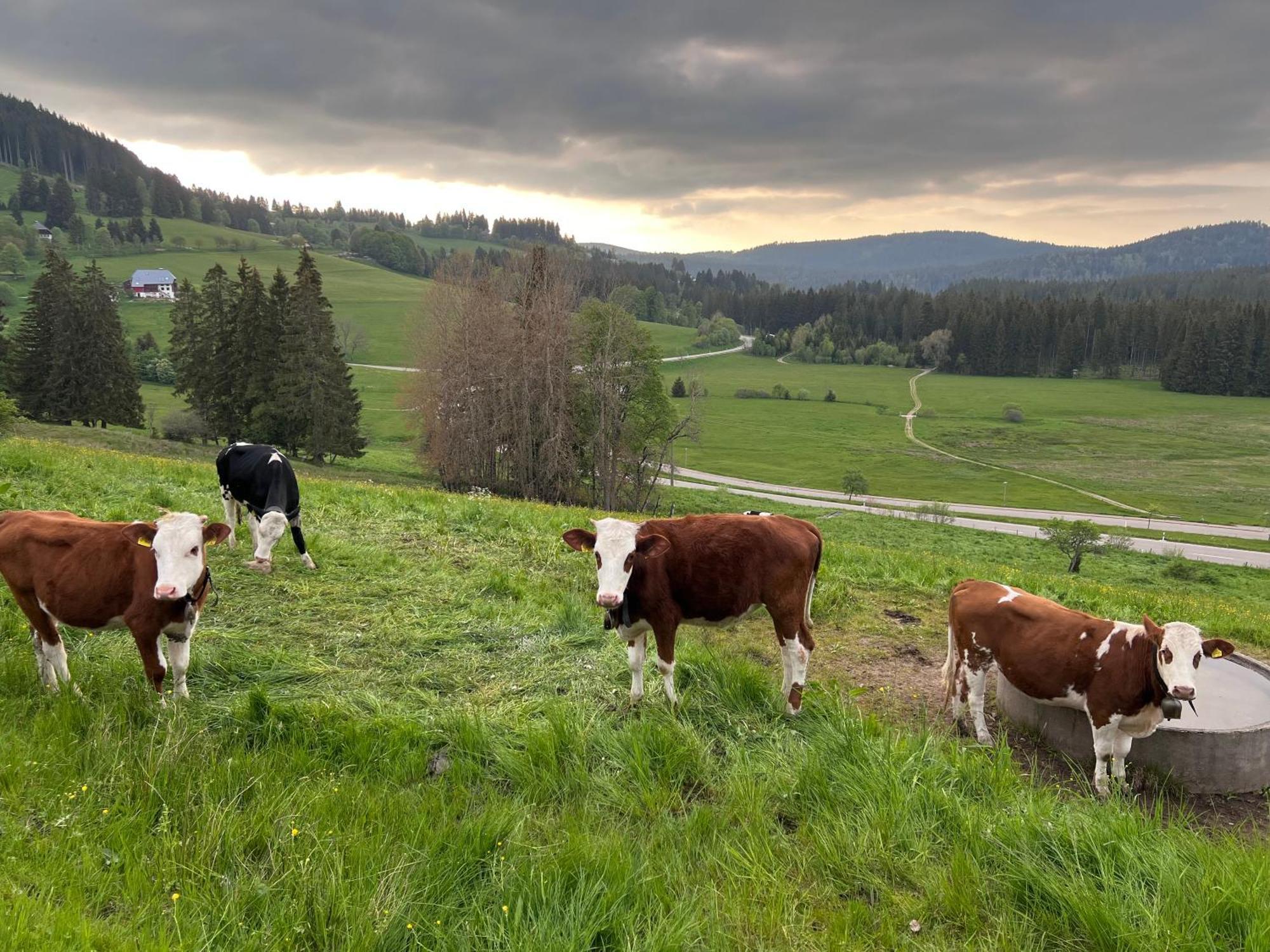 Schwarzwald-Hotel Kraeutle Feldberg  Bagian luar foto